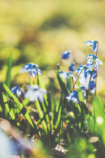 istock Blue Scilla (Scilla siberica) spring flower on a sunny day 1096631828
