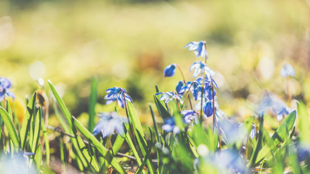 istock Blue Scilla (Scilla siberica) spring flower on a sunny day 1096631922