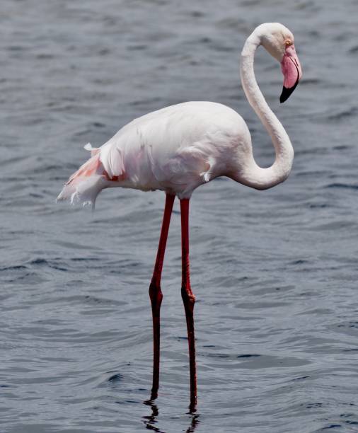 istock Solitary Greater Flamingo 1096632222