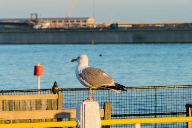 Wildlife Sea Sunset