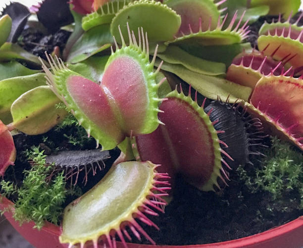 istock Carnivorous plant close-up 1096635132