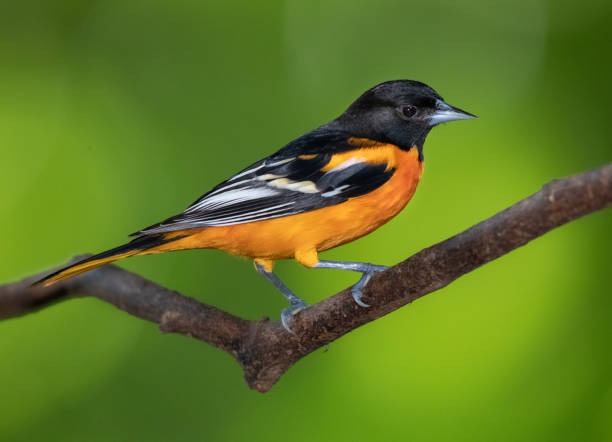 A wild Bullock's Oriole perched in a tree near Golden, Colorado.