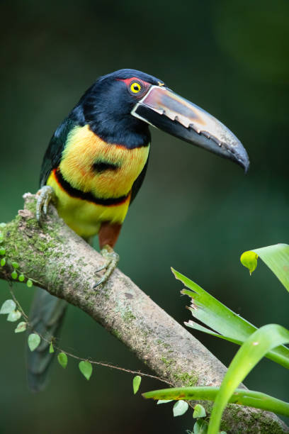 istock Toucan, Collared Aracari in the Costa Rica rainforest 1096635444