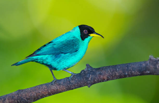 istock Green Honeycreeper, Costa Rica 1096635612