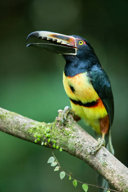 istock Toucan, Collared Aracari in the Costa Rica rainforest 1096635666