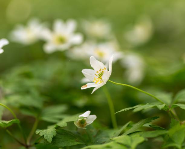 istock White anemone flowers blooming in spring forest 1096635884