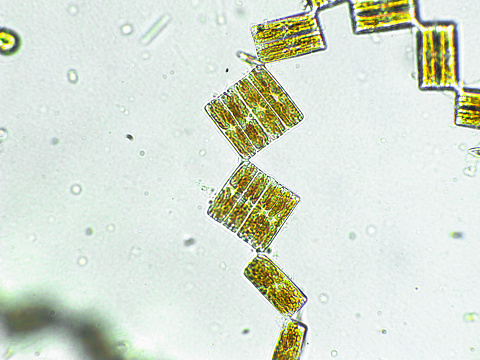 Algaes under microscopic view