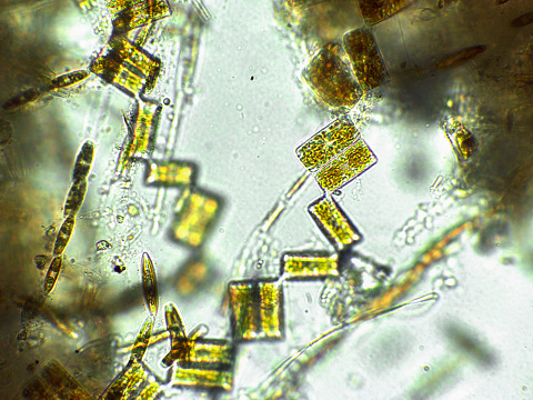 Algaes under microscopic view