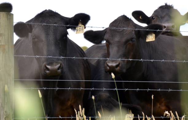 Black Angus cattle looking through a barbed wire fence on an Australian farm stock photo
