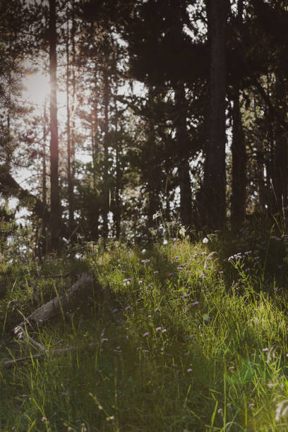istock Sun Shining Through Trees and Wildflowers on Hill Background Nature Texture Layer 1096646724