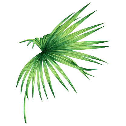 Watercolor painting coconut,palm leaf,green leave isolated on white background.Watercolor hand painted illustration tropical exotic leaf for wallpaper vintage Hawaii style pattern.With clipping path