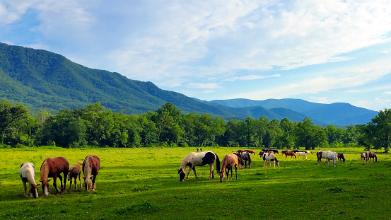Horses Grazing in Mountain Pasture