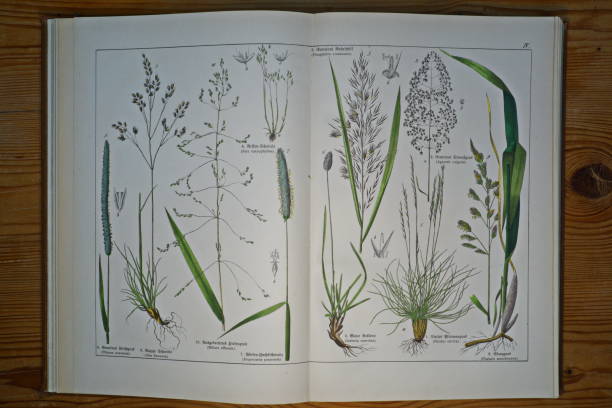 Munich, Germany: These lithographs are from an antique German book. Here you can see the plants which corresponding captions are in Latin and old German script.