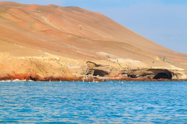 stado ptaków dive bomb fishing u wybrzeży półwyspu paracas w peru - ice fishing zdjęcia i obrazy z banku zdjęć