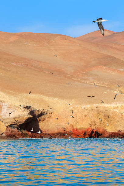 stado ptaków dive bomb fishing u wybrzeży półwyspu paracas w peru - ice fishing zdjęcia i obrazy z banku zdjęć