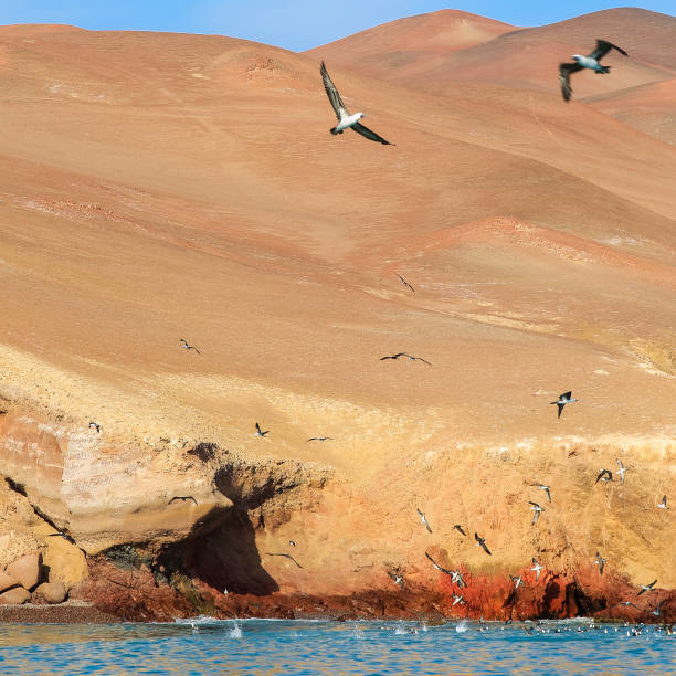 stado ptaków dive bomb fishing u wybrzeży półwyspu paracas w peru - ice fishing zdjęcia i obrazy z banku zdjęć