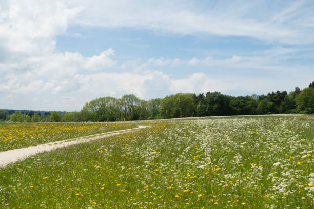 istock Swabian Alb Meadow Flowers 1096652606