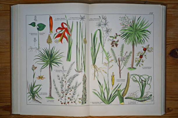 istock Antique Botanical lithographs book - board Nr. XVIII (18). Munich, Germany. 1096652898