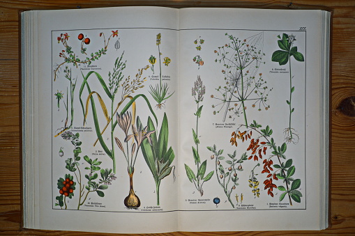 Munich, Germany: These lithographs are from an antique German book. Here you can see the plants which corresponding captions are in Latin and old German script.