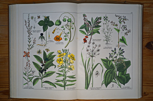 Munich, Germany: These lithographs are from an antique German book. Here you can see the plants which corresponding captions are in Latin and old German script.