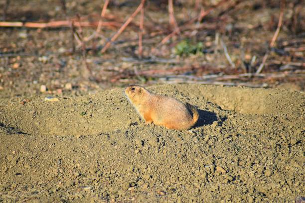 Prairie Dog (genus Cynomys ludovicianus) Black-Tailed in the wild, herbivorous burrowing rodent, in the shortgrass prairie ecosystem, alert in burrow, barking to warn other prairie dogs of danger in Broomfield Colorado by Denver and Boulder. United States. perro de la pradera (género cynomys ludovicianus) negro-cola en el salvaje, herbívoro madriguera roedor, en el ecosistema de pradera de pastos, alerta en madriguera, ladrar para alertar otros perros de la pradera de peligro en broomfield colorado denver