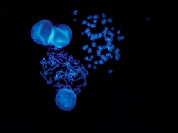 хромосомы под флуоресцентным микроскопом, флуоресцентные в технике гибридизации на месте - hybridization стоковые фото и изображения