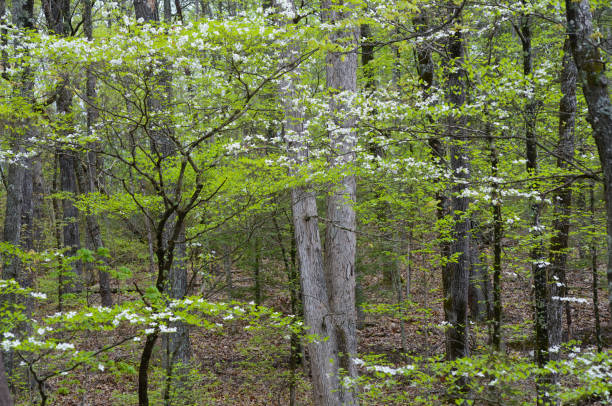 Dogwoods blooming in a forest full of greenery. dogwoods, greenery dogwood trees stock pictures, royalty-free photos & images