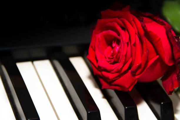 istock a red rose on the piano keys 1096659408