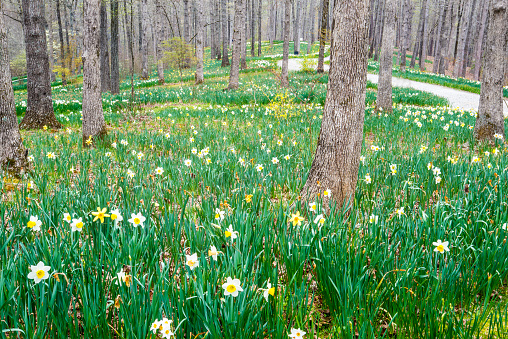 Daffodils, blooming