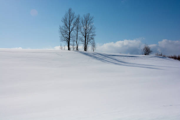 istock Winter grove against a blue sky in Biei 1096665986