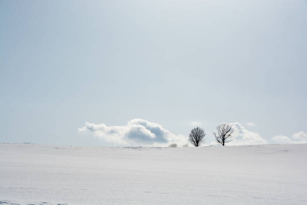 istock Winter grove against a blue sky in Biei 1096671454