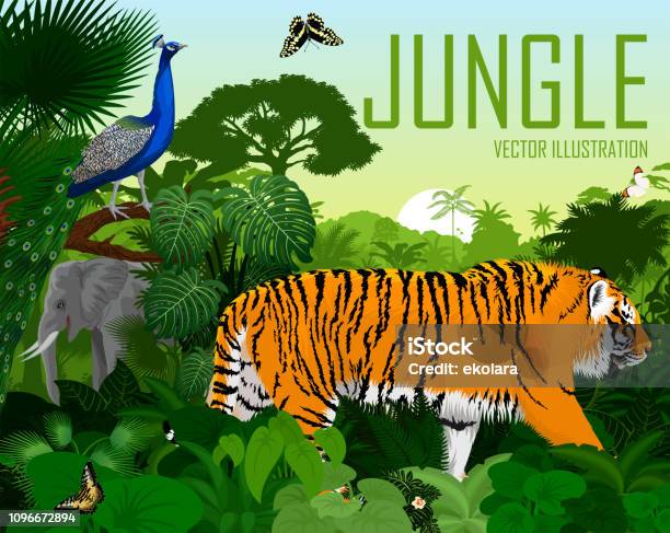 Vector India Jungle Rainforest With Tiger Elephant Male Peacock Peafowl And Butterflies Stock Illustration - Download Image Now