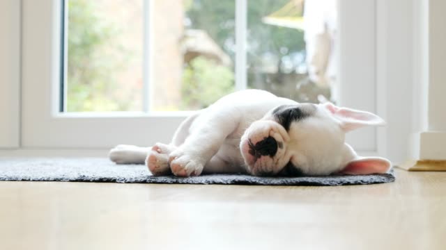 French Bulldog puppy sleeping on doormat by the door