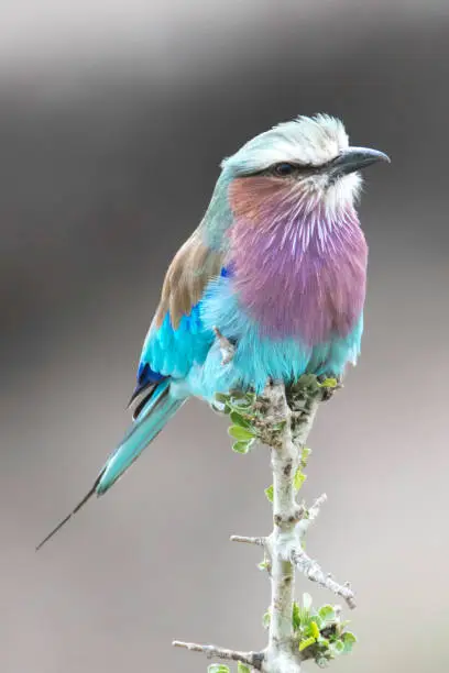 An african bird called a Lilac Breasted Roller sitting on a small thorn tree branch.