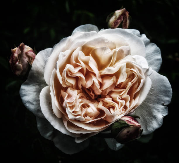 istock orange and white large rose with raindrops with surrounding buds on a black background in shadow 1096686270