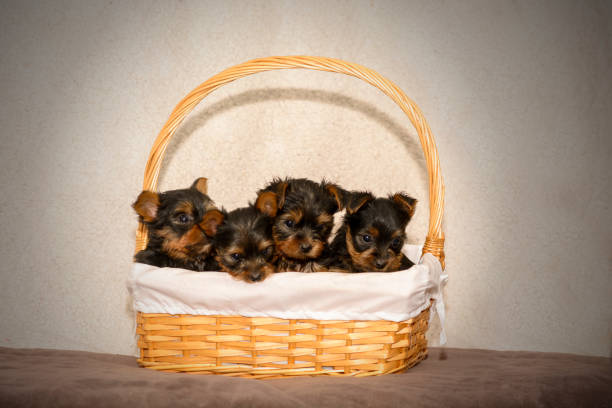 Four lovely Yorkshire Terrier puppies in a wicker basket