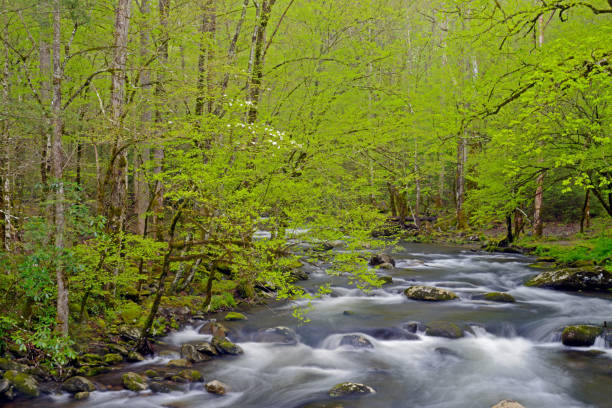 um fluxo de água branca cercado com novo crescimento verde na primavera. - blue ridge mountains stream forest waterfall - fotografias e filmes do acervo