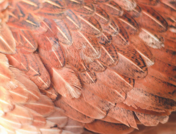 istock Colorful  brown or red chicken feather texture for background 1096692994