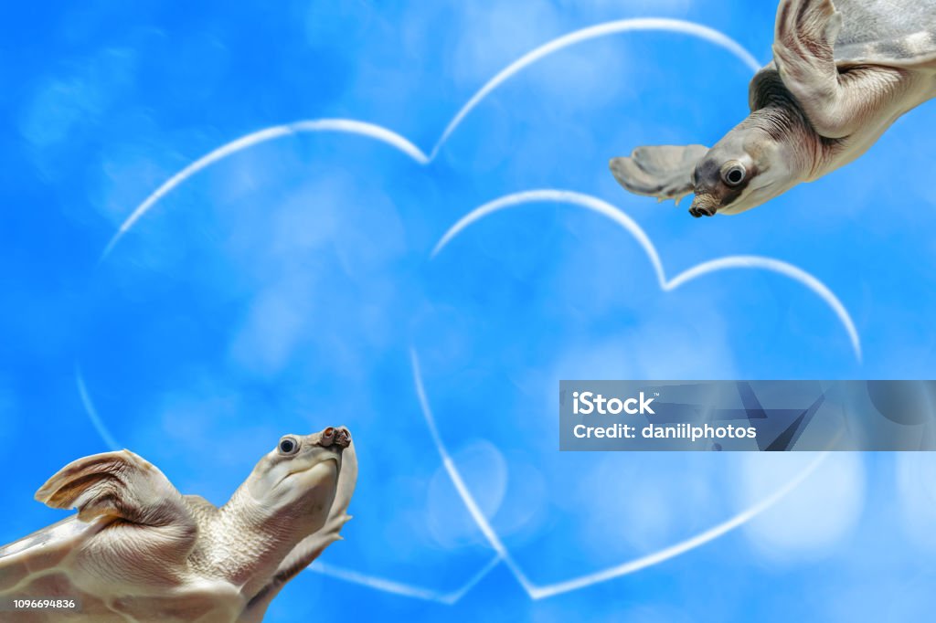 Two Amusing Turtles On Blue Sky Background With Two Hearts With Copy Space  Funny Animals Closeup Animal Lovers Couple In Love Valentine Day Love  Symbol In Center Clouds Of Hearts Shape Stock