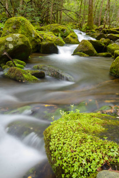 um fluxo de água branca lisa sedosa na smokies. - blue ridge mountains stream forest waterfall - fotografias e filmes do acervo