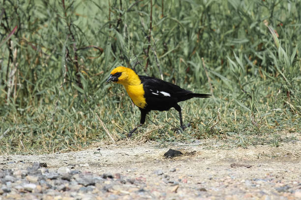 istock A male yellow-headed blackbird walks along a path 1096696308