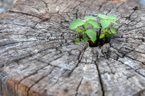 Green plant growing on dead tree trunk, green plant on stump, Young plant growing on stump - with copy space