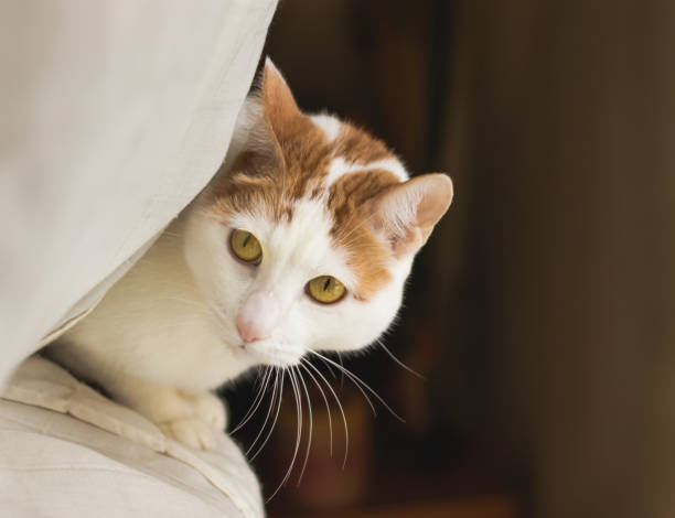 istock Beautiful feline cat at home 1096697902