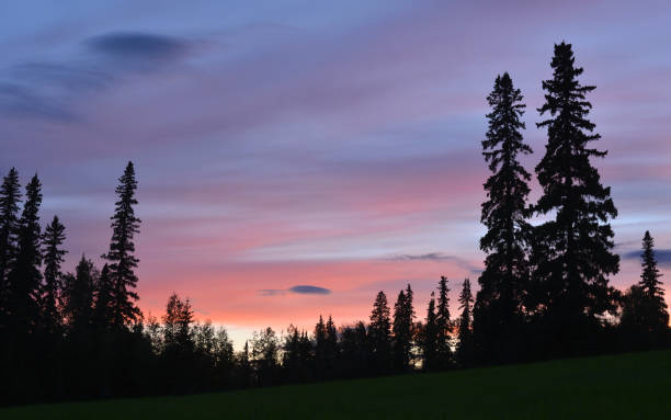istock Spruce trees under Alaskan sky at sunset 1096698192