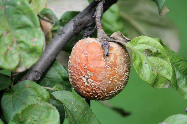 istock Brown fruit rot of apple caused by Monilia fungus 1096698708
