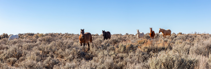 Beautiful panoramic view of a group of Wild Horses in the desert of New Mexico, United States of America.