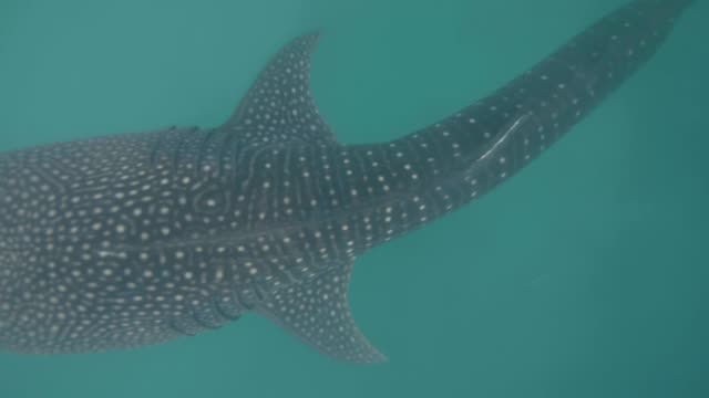 Whale shark swimming in blue sea water. Wild whale shark in transparent sea water underwater view. Wild animal and marine life. Underwater world.