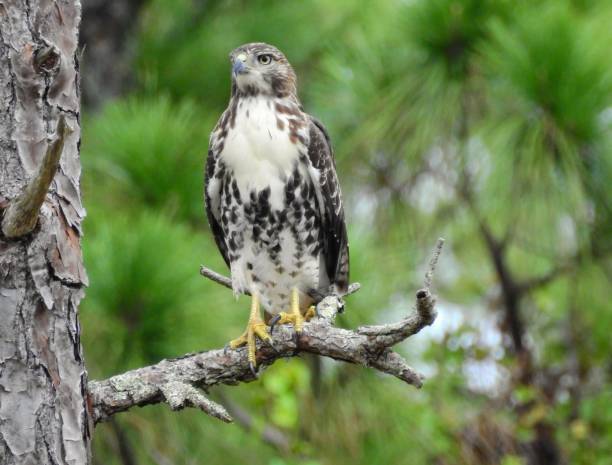 Hawk Perching on a branch of a Pine tree Hawk Perching on a branch of a Pine tree. Immature hawk, uncertain of the species. accipiter striatus stock pictures, royalty-free photos & images