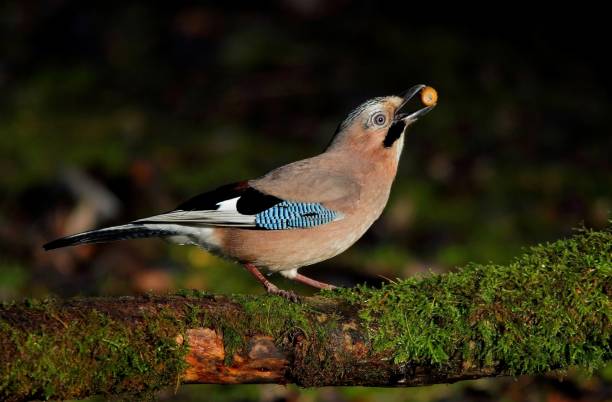 Jay and Acorn Eurasian Jay with acorn, Stoke on Trent, U.K jay stock pictures, royalty-free photos & images