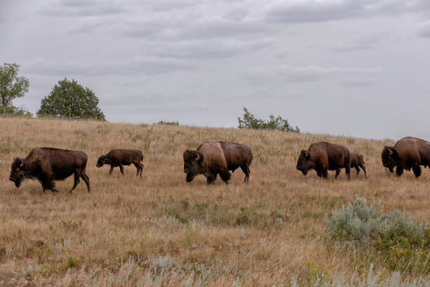 istock Herd of buffalo 1096703680